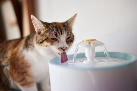 Hydration Management for cat