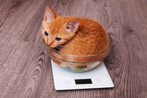 Weight Management For Cats