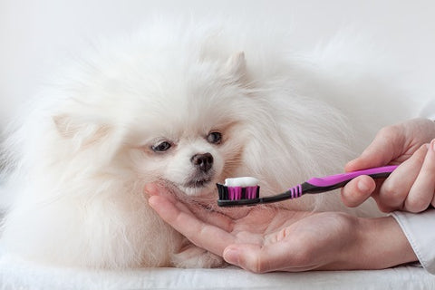 Oral Health for dogs