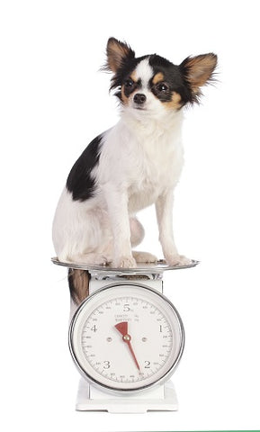Weight Management for dogs