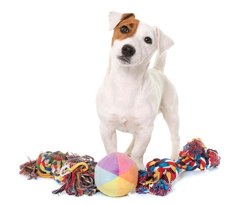 puzzle Dog toys