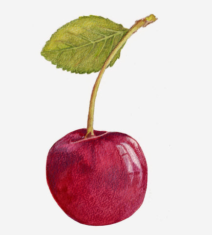 Cherry Artwork