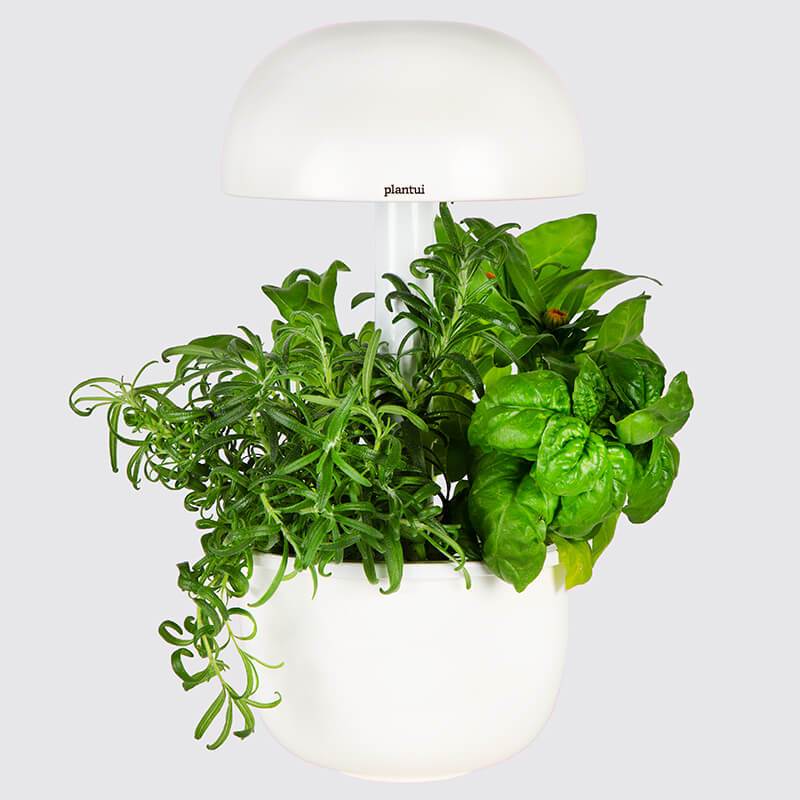 Insta plant capsule. Капсульные растения. Išmanioji daigykla Plantui Smart Garden 6, pilka. Plant cultivation heating Pad. Capsule in Plants.