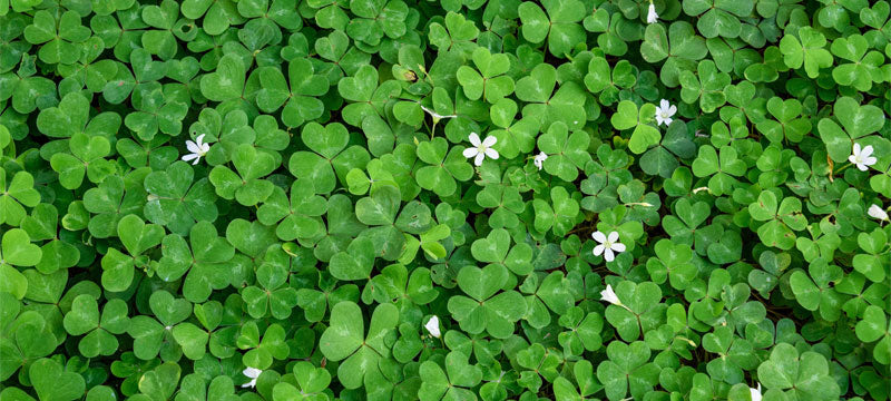 Field of four leaf clovers