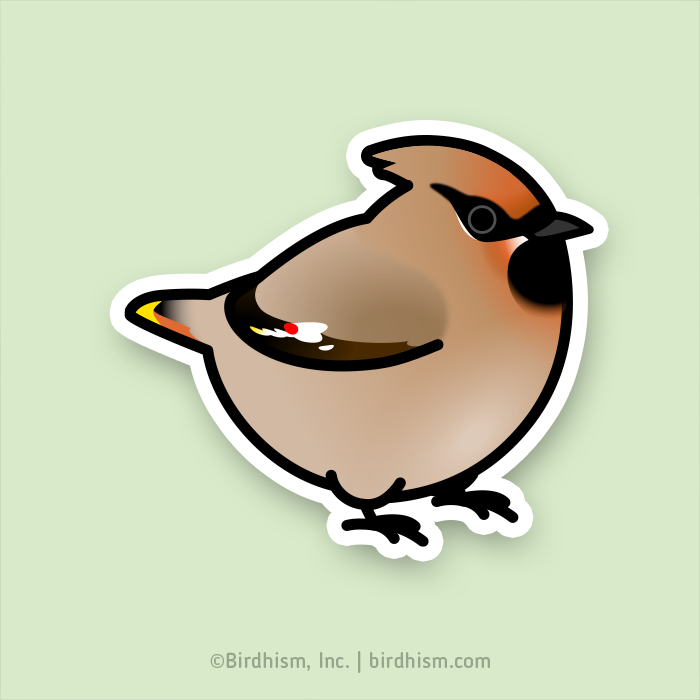 Chubby Blue Jay Sticker – birdhism