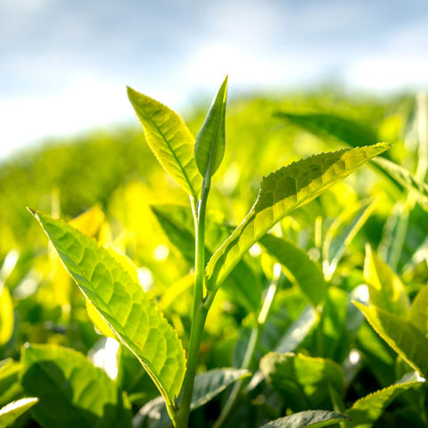 green tea plants