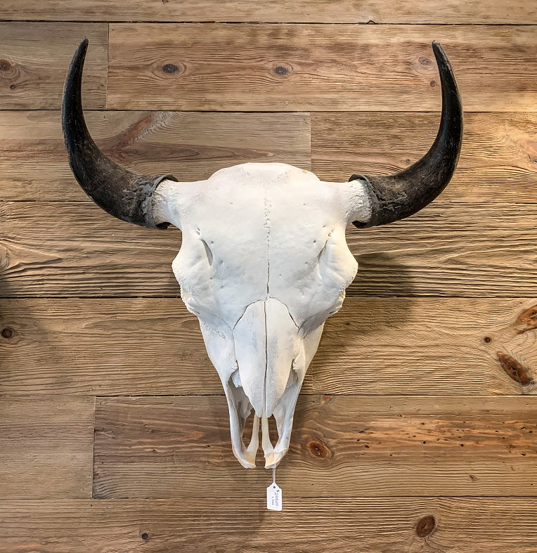 Bison_Skull_820x.jpg?v=1564526534