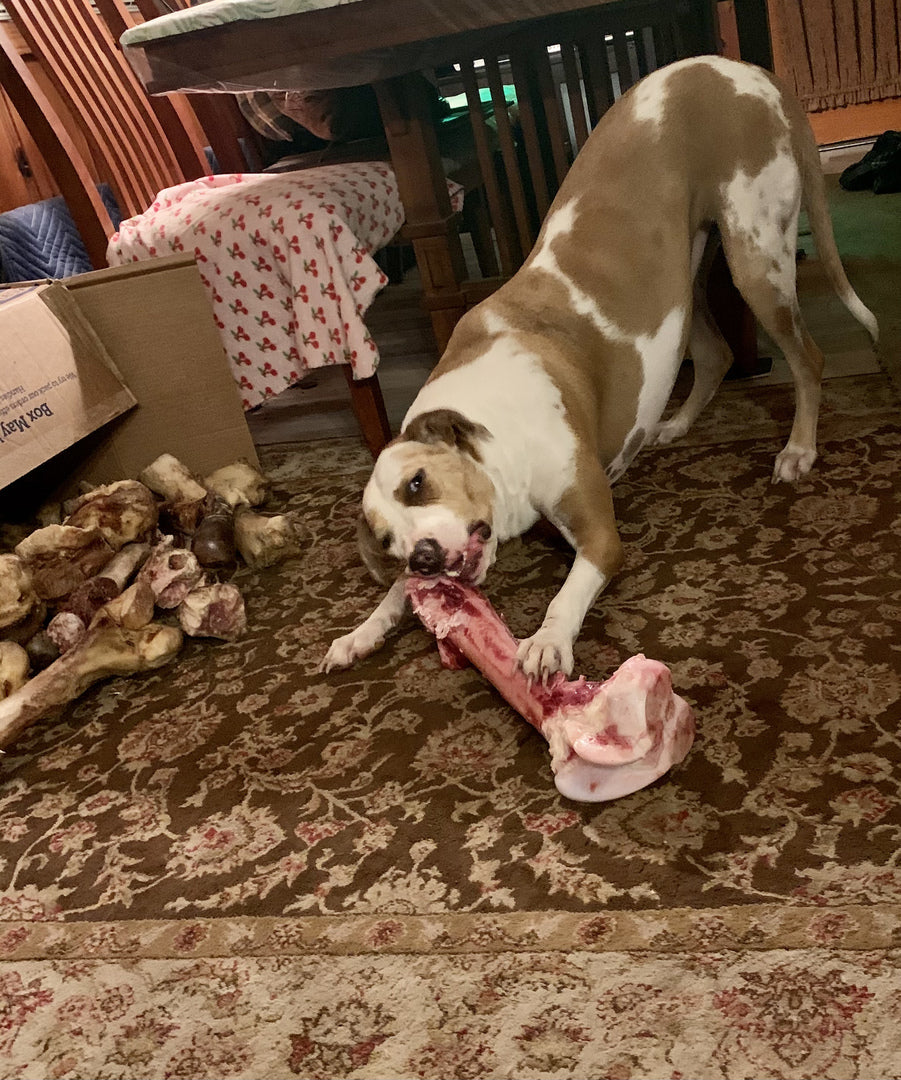 are bison bones safe for dogs