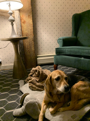 Beagle at The Stowehof Hotel