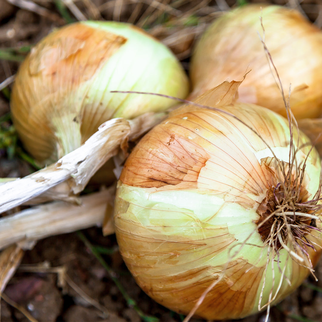 August Gardening Jobs - Harvest Onions & Garlic