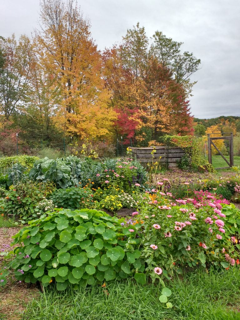 Autumn Garden Cleanup