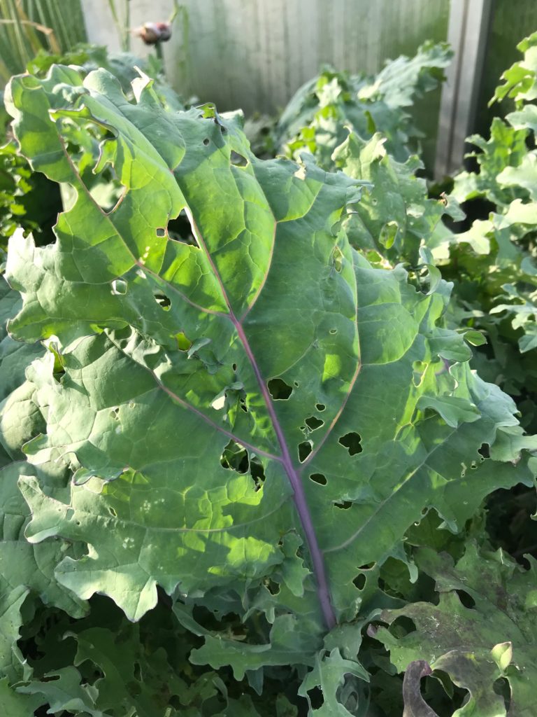 Caterpillar Damage on Kale Leaves