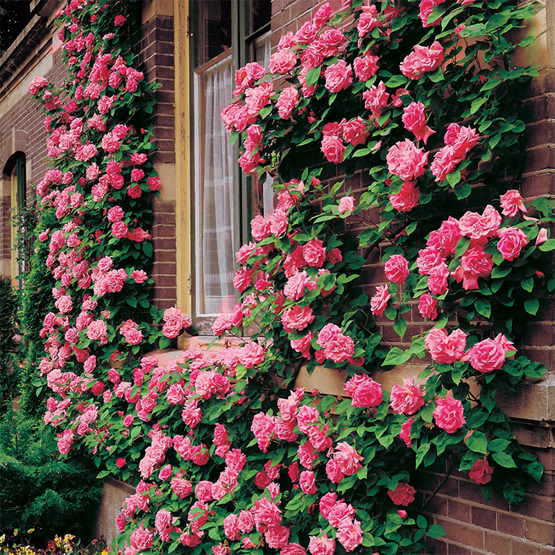 Climbing Roses