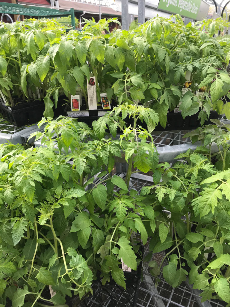 Growing Tomato Seedlings in Containers