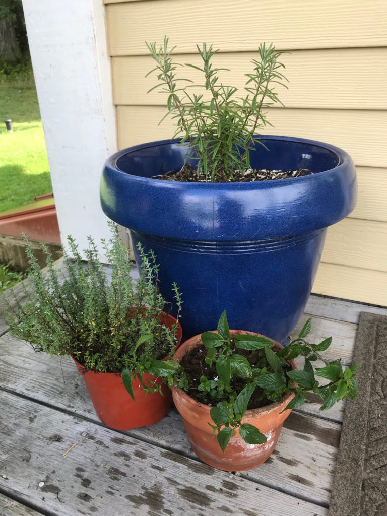 How to Grow Herbs Indoors