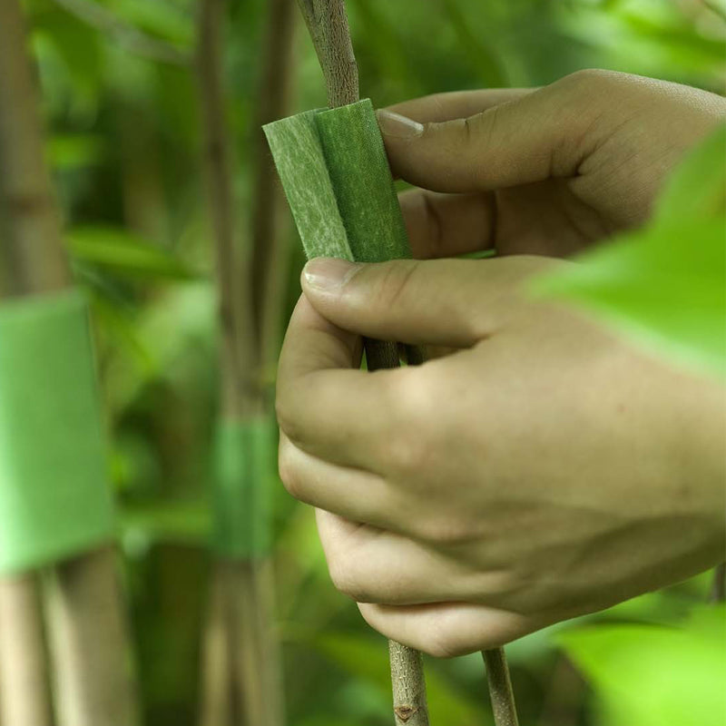 How to Support an Avocado Tree