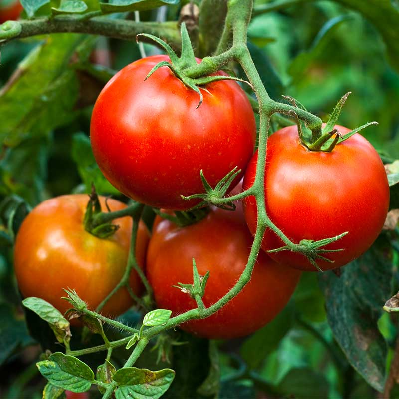 How to Tie Up Tomato Plants