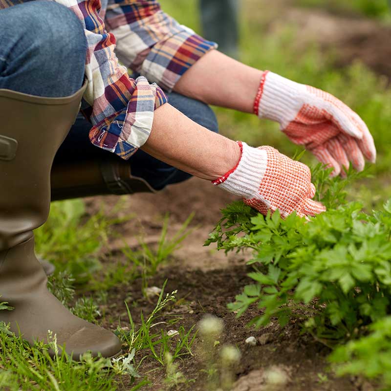 What to Do in the Garden in June - Weeding