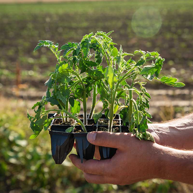 How to Tie Up Tomato Plants