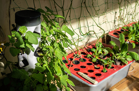 How to Grow Hydroponics for Beginners