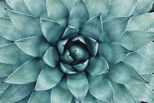 Blue Agave Plant