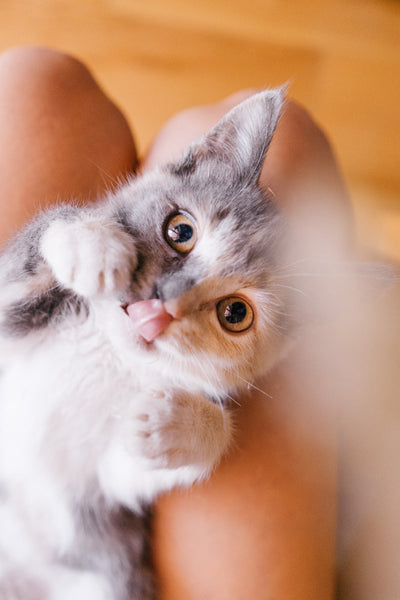 Grey Cat on Womens Lap