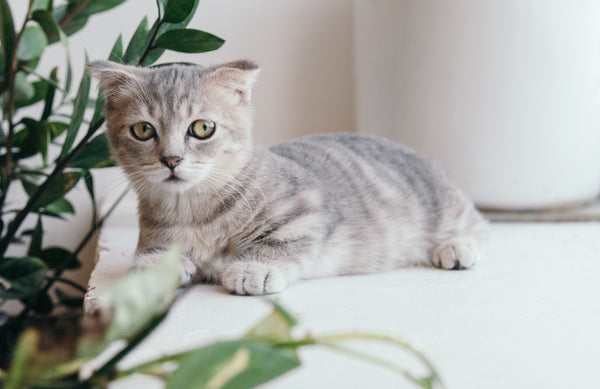 Grey Cat Lying by Leafy Plant