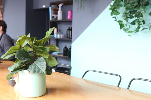 Jethro Canteen Fiddle Leaf Fig Plant