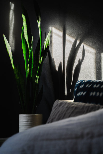 Mother In Laws Tongue Bedside Plant Snake Plant