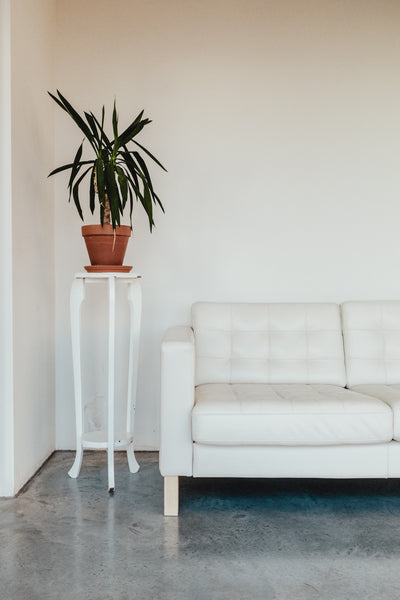 Pot Plant on White Plant Stand With White Couch