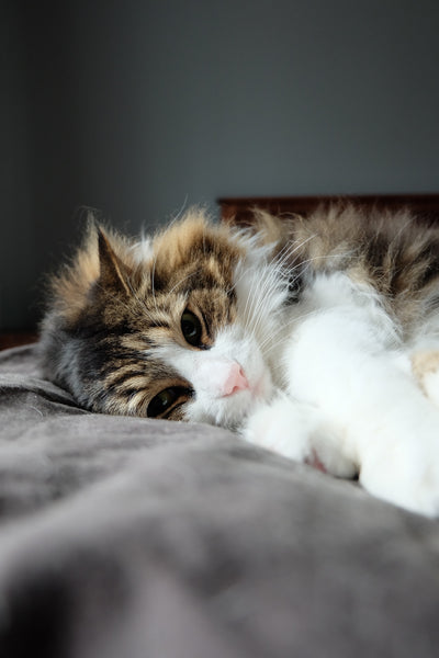 White and Brown Cat Lying On Grey Textile 