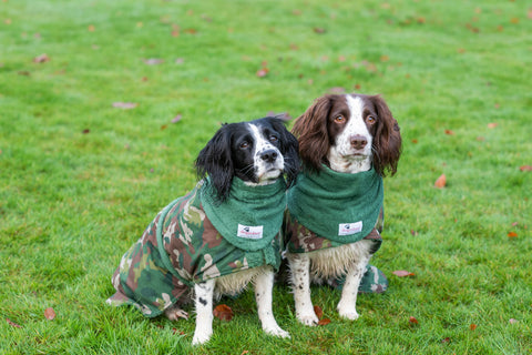 Springer Spaniels wearing dog drying coats