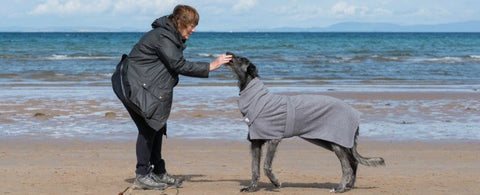 deerhound wearing grey dogrobe