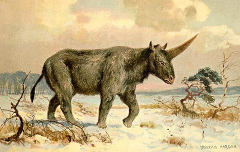 <img src="Elasmotherium sibiricum by Heinrich Harder.jpg" alt="Siberian Unicorn walking in a snowy landscape"