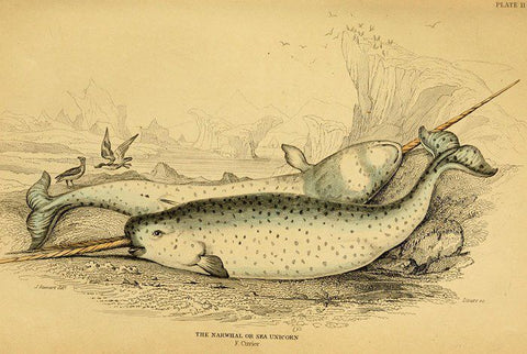 <img src="The Narwhal or Sea Unicorn F. Cuvier" alt="two narwhals in an arctic setting"