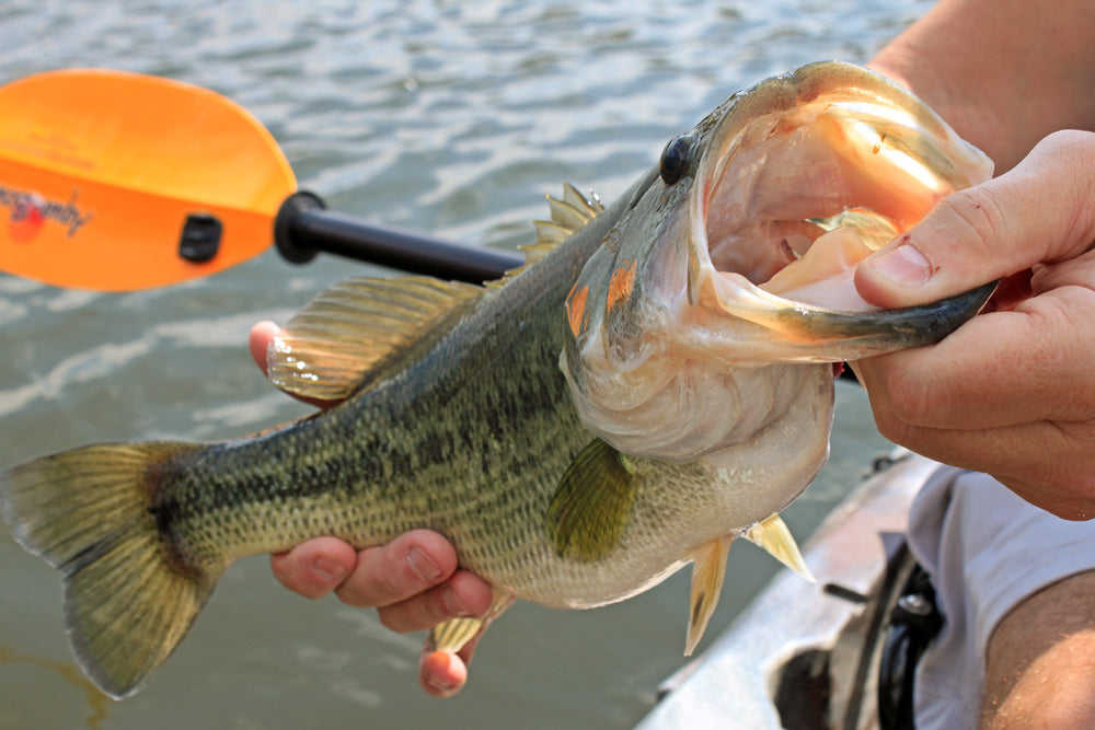 Four Pound Bass Texas Kayak Fisher