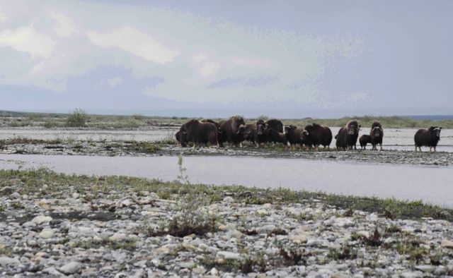 muskox