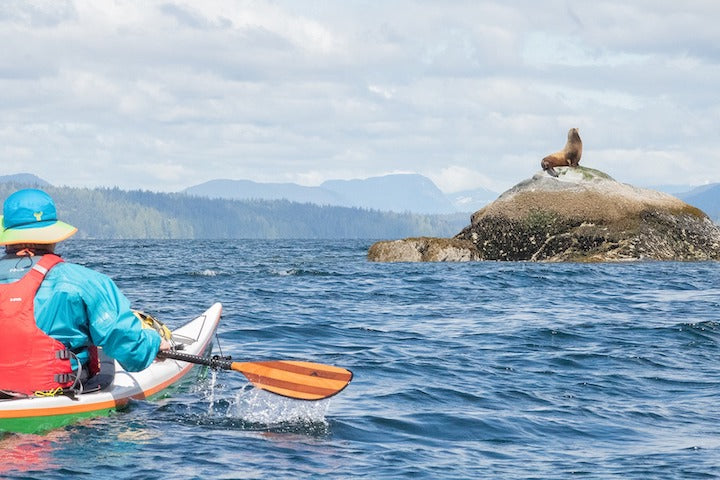 kayaker watches a sea lion on a small island