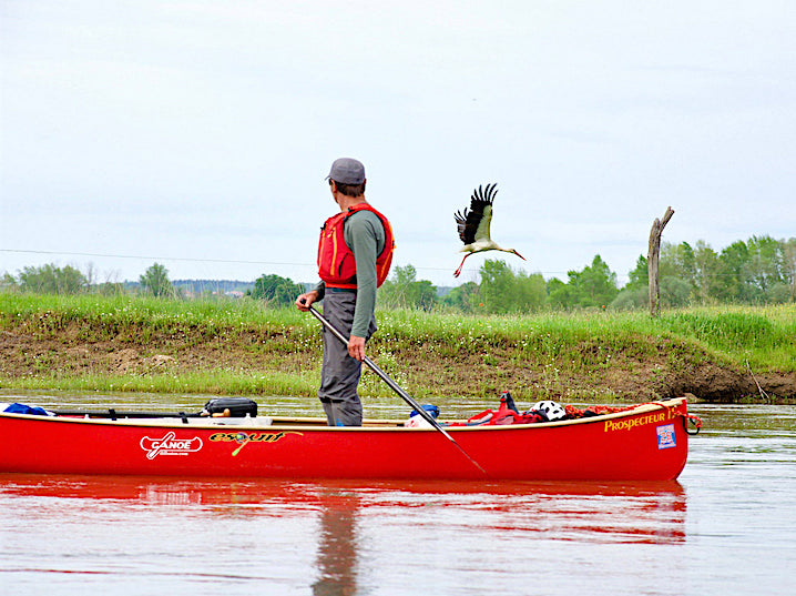 canovelo: canoeing past a stork