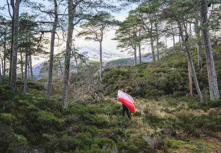 man portaging his red canoe overland through the underbrush and trees