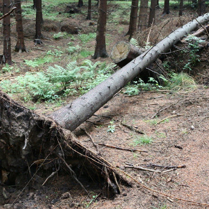 downed pine trees in a forest