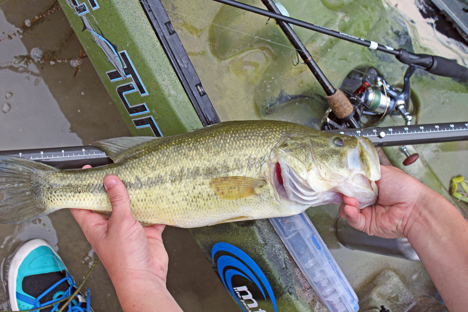 21 inch bass Bending Branches Angler Ace Devils River