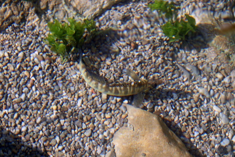 South Llano River 