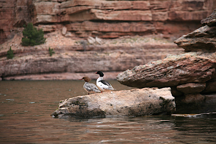 female and male common merganser, inside Fremont Canyon