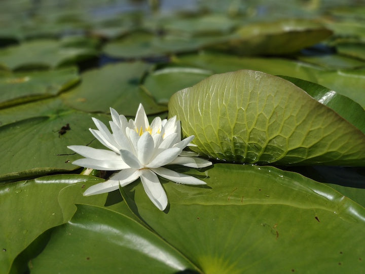 water lily among lily pads