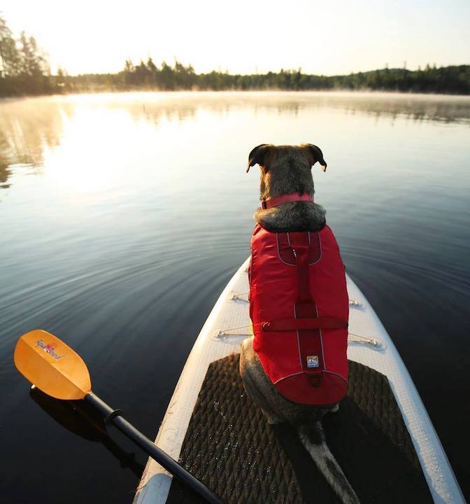 dog with PFD sitting on the front of a paddle board on a calm lake
