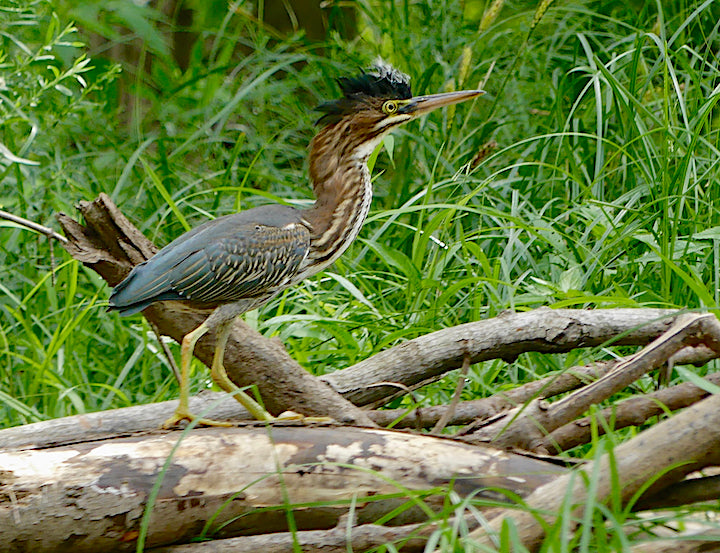 green heron stands on a fallen tree