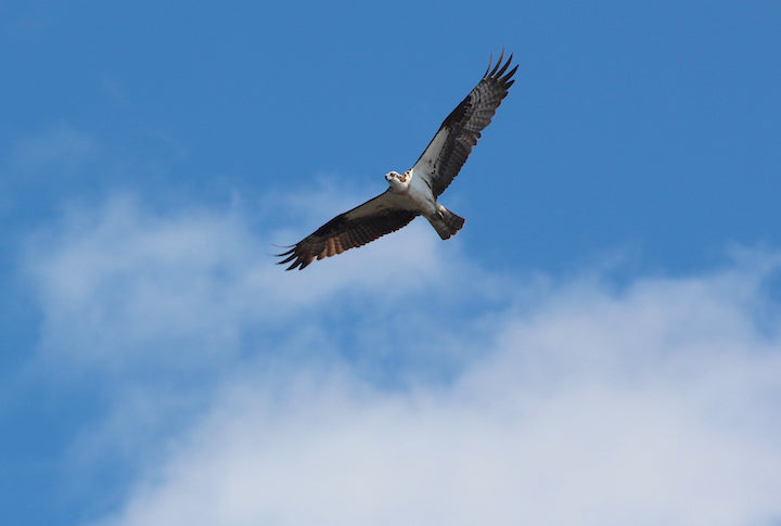 soaring osprey with blue sky and clouds behind