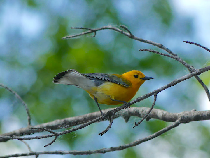 prothonotary warbler along the St Croix riverbank