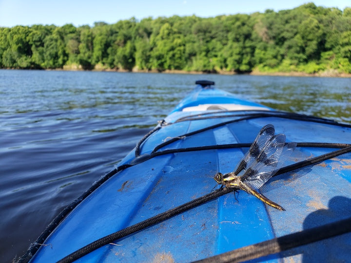 dragonfly sits on kayak on the river
